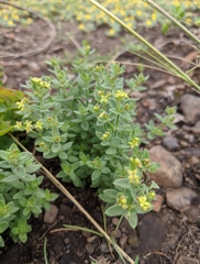 Galium californicum californicum