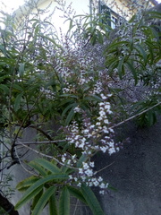 Aloysia citrodora