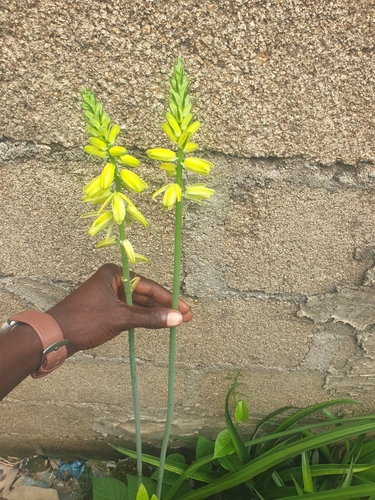 Albuca abyssinica