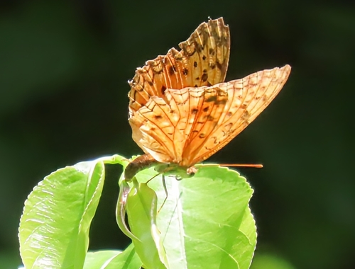 Common Leopard