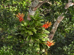 Aechmea romeroi