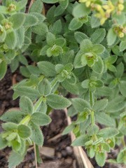 Galium californicum californicum