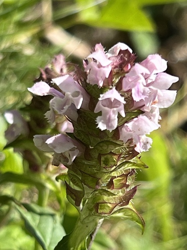 common selfheal