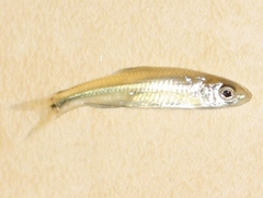 Notropis volucellus