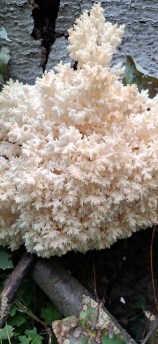Coral tooth fungus