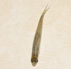 Notropis volucellus