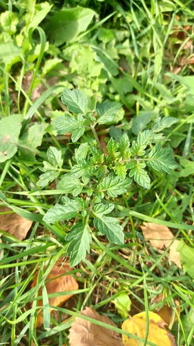 Наблюдение на iNaturalist