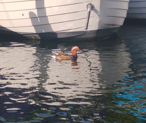 Mandarin Duck