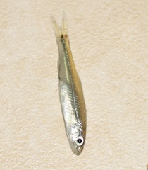Notropis volucellus