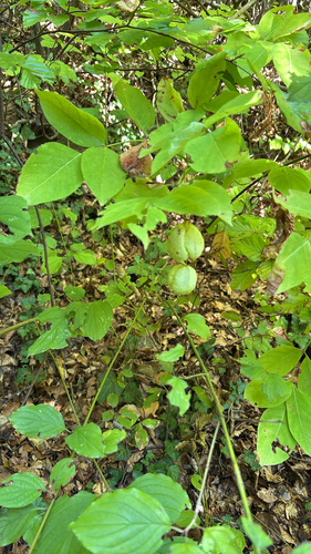 European bladdernut