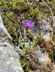 Centaurea triumfettii