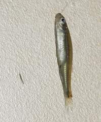 Notropis volucellus