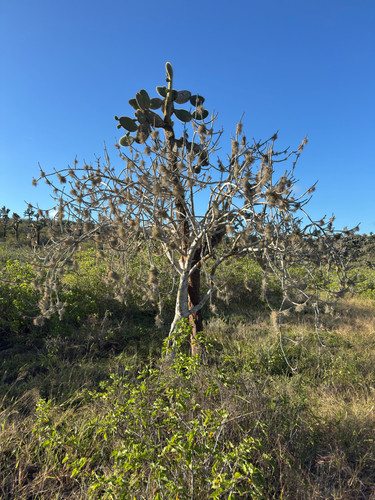 Bursera graveolens, photograph 2