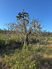 Bursera graveolens, photograph (c) Naji Love, some rights reserved (CC BY)