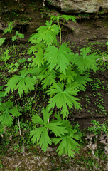 Aconitum noveboracense