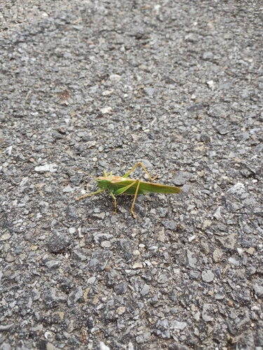 Great Green Bush-cricket