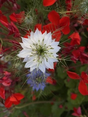 Nigella