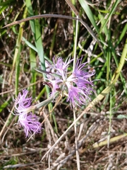 Dianthus superbus, photograph author not stated, no rights reserved