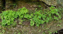 Aconitum noveboracense