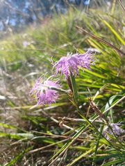 Dianthus superbus, photograph author not stated, no rights reserved