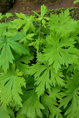 Aconitum noveboracense