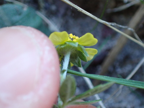 Potentilla neglecta, photograph 3