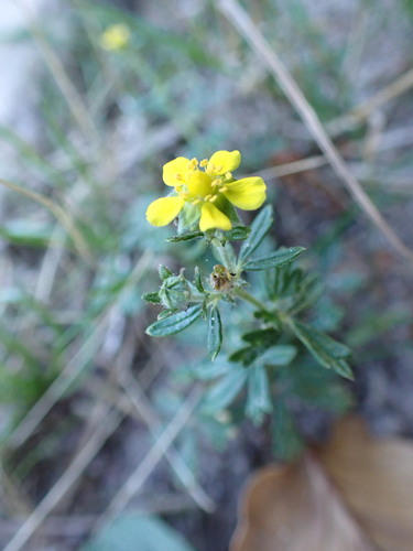 Potentilla neglecta, photograph 2
