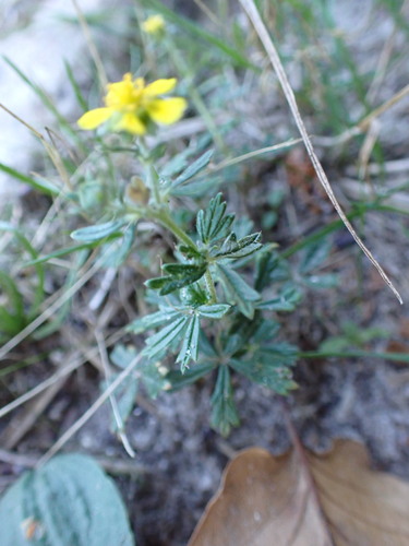 Potentilla neglecta, photograph 1