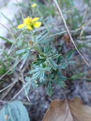 (c) petitcrabe, some rights reserved (CC BY) Potentilla neglecta, photograph (c) petitcrabe, some rights reserved (CC BY)