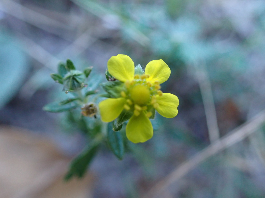 Potentilla neglecta; photograph (c) petitcrabe, some rights reserved (CC BY)