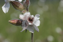 Microbotryum lychnidis-dioicae