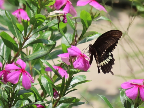 Common Mormon Swallowtail
