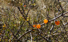 Coprosma cheesemanii