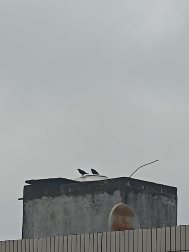 Crested Myna