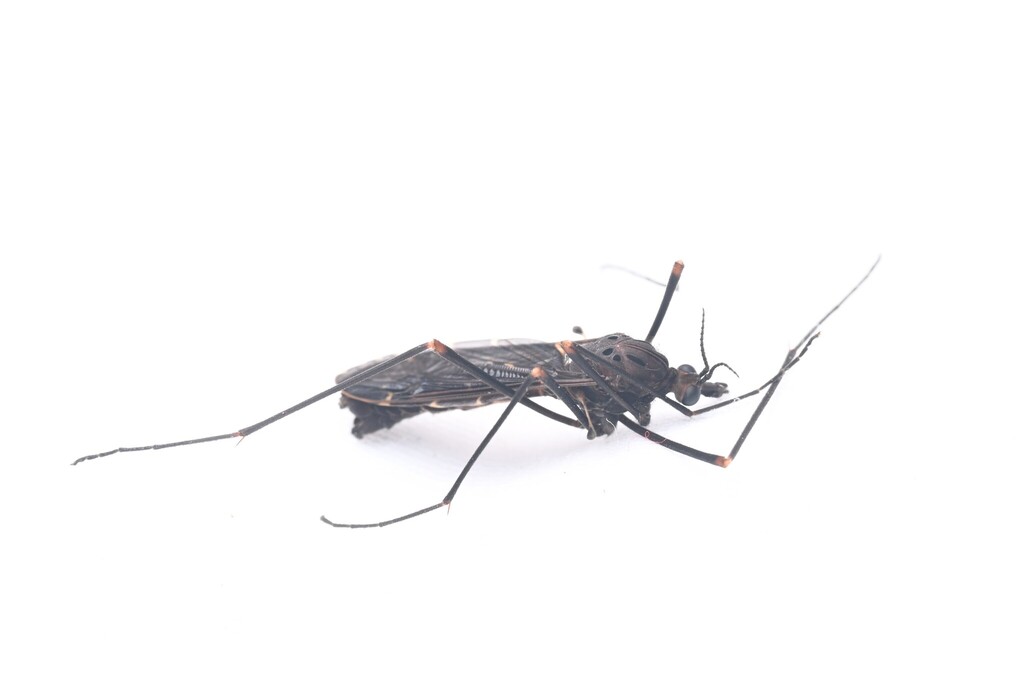 Tipula pseudophaedina