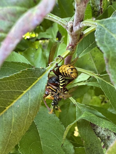 European Paper Wasp