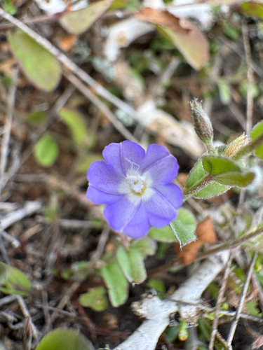 Evolvulus convolvuloides