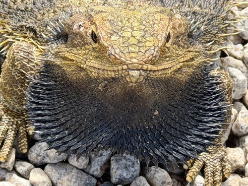 Eastern Bearded Dragon