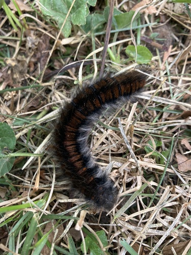 Fox Moth