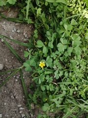 Oxalis corniculata
