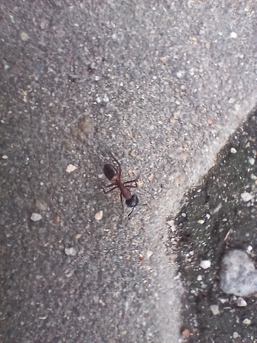 Brown-black Carpenter Ant
