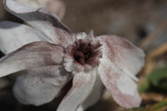 Microbotryum lychnidis-dioicae