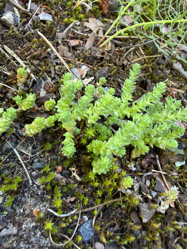 Biting Stonecrop