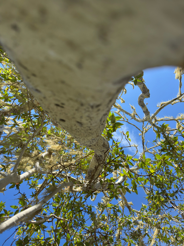 Bursera graveolens