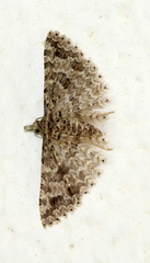 Alucita spicifera