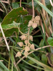 Rubus buergeri