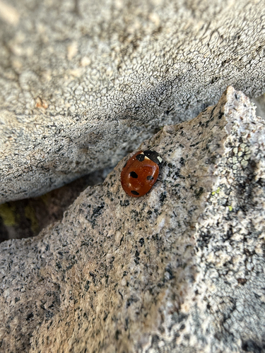 Seven-spotted Lady Beetle