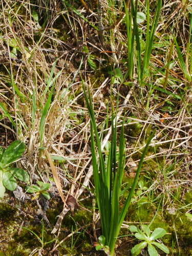 Orthoceras strictum, 2026-09-08