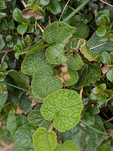 Rubus buergeri, photograph 2