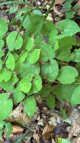 Alpine Barrenwort